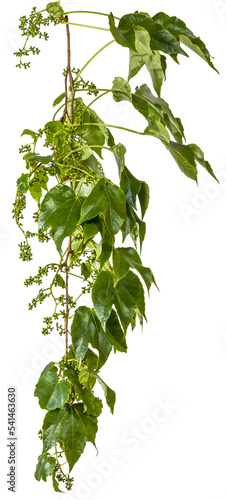 green leaves of a vine branch isolated on transparent background - png - image compositing footage - alpha channel 