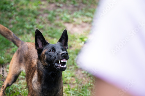 Belgian malinois shepherd dog growling and threatening showing her teeth