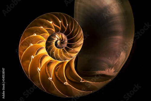 nautilus shell with spiral shape