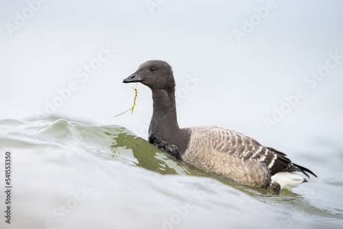 brant brent goose (Branta bernicla) portrait close up of an juvenile bird