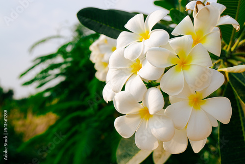 white plumeria isolated with green leaf background