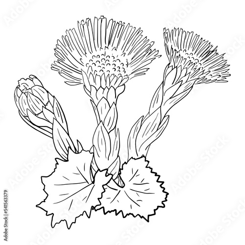 Tussilago. Coltsfoot tussilago farfara - medicinal plant