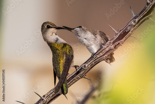 Alimentando al pequeño colibrí 2.