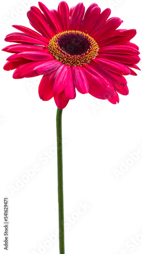 pink gerber daisy