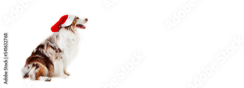 Australian Shepherd Dog, Aussie, with Santa hat cap brown red merle. copy space, banner. Christmas.