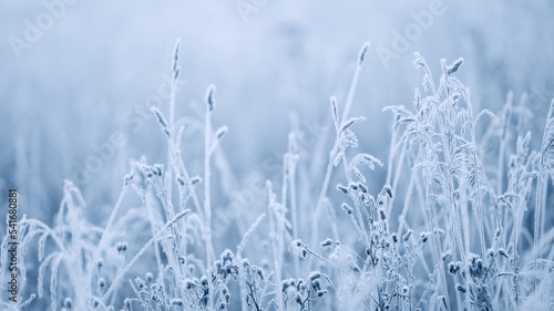 Hoarfrost branch background texture. Fresh ice and snow winter backdrop with snowflakes and mounds. Seasonal wallpaper. Frozen water shapes and figures. Cold weather atmospheric precipitation.