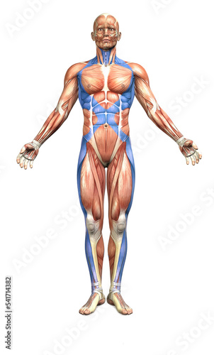 Myofascial Spiral Line