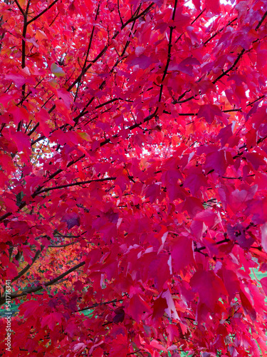 Branches of a maple tree, acer rubrum tree showing nice red leaves. Image taken in fall, October.