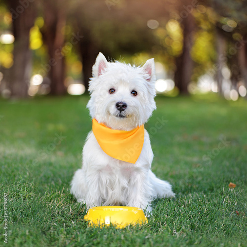 West highland terrier with its food plate at the lawn