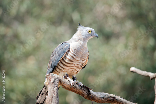 the pacific baza has piercing yellow eyes a grey head and neck, dark grey wings and a brown and white striped chest
