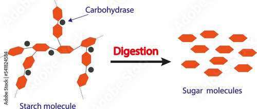 Scientific concept of starch digestion. Effect of Hydrocarbase Enzyme on Starch Molecule. Vector illustration.