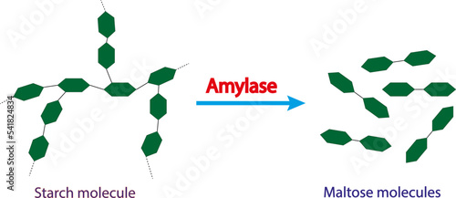 Scientific concept of starch digestion. Effect of amylase enzyme on starch molecule. Maltose sugar formation. Vector illustration