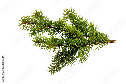 fir tree branch isolated on white