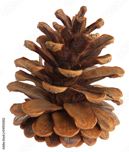 Close up of a conifer cone