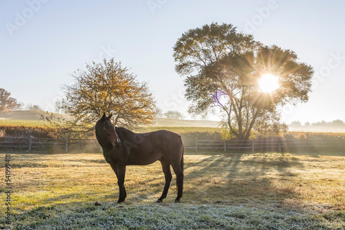 A bay Thoroughbred in a pasture on a frosty morning with a sunburst in a tree.