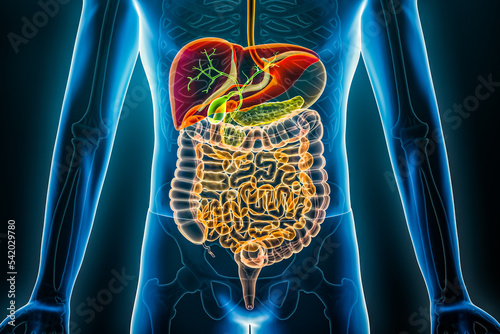 Human digestive system x-ray. Organs of the gastrointestinal tract 3D rendering illustration. Anatomy, medical, biology, science, healthcare concepts.