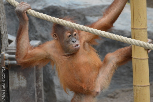 orang-utan baby romping in the zoo 