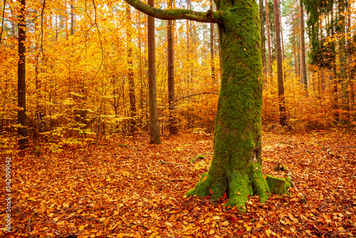 Kolorowy jesienny las. Leśny krajobraz w jesiennych pomarańczowo-złotych kolorach.