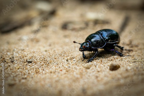 Geotrupes stercorarius beetle walking on sand