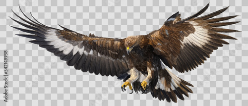 Golden eagle landing hand draw and paint on grey white checkered background vector illustration.