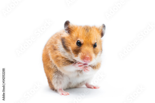 Syrian hamster Mesocricetus auratus isolated on a white background 