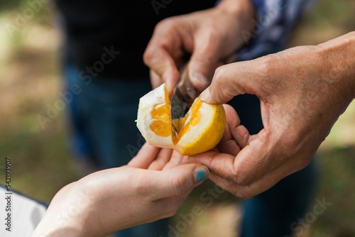 Closeup of a man cutting a Canistel fruit with a knife