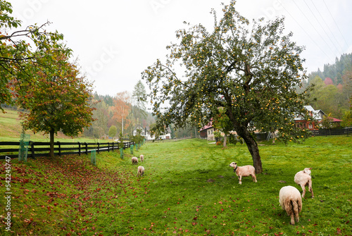 Owce pod jabłonią