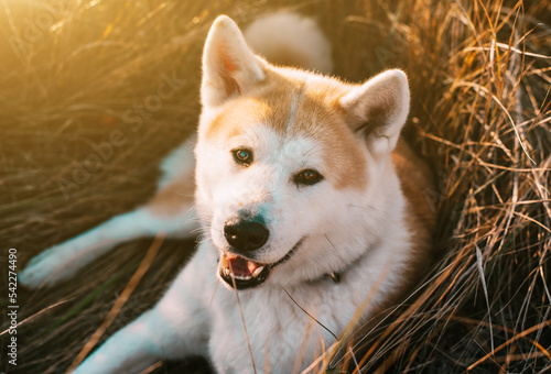 White Akita Inu dog in the medow at sunset. Close up portrait