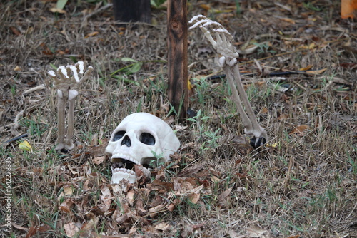 squelette a halloween