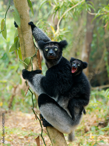 Indri indri with smiling baby - Babakoto the largest lemur of Madagascar has a black and white coat, climbing or clinging, moving through the canopy, herbivorous, feeding on leaves