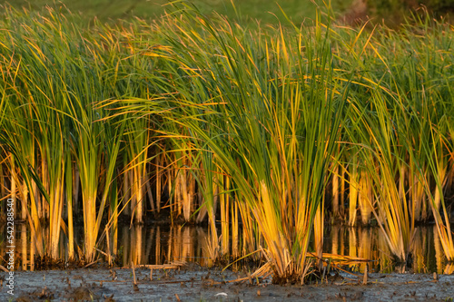 Scirpus or club-rush.Bush of rush on the slow flow river bank