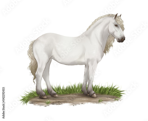 Horse Coat PNG 