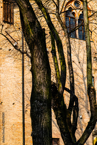 Whimsical shade of trees