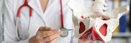 Gynecologist doctor holds model of bones of pelvic floor