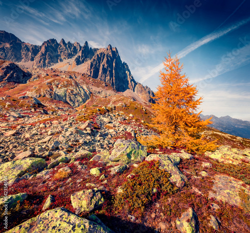 Lonely larch tree in the hil in Vallon de Berard Nature Preserve, France, Europe. Astonishing autumn view of Graian ALps, Chamonix location. Beauty of nature concept background.