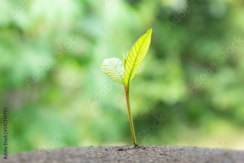 A Small tree growing on the dark soil in nature for Planting trees, and Young plant growing up in the morning light on nature background
