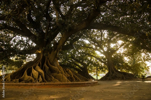 Very big fig tree with buttress roots in a square at Retiro area in Buenos Aires, Argentina