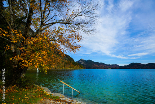 The Walchensee is one of the deepest (maximum depth: 190 m)[4] and at the same time one of the largest (16.40 km²) alpine lakes in Germany. It is 75 l