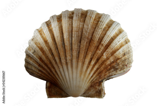 sea shell, png file
