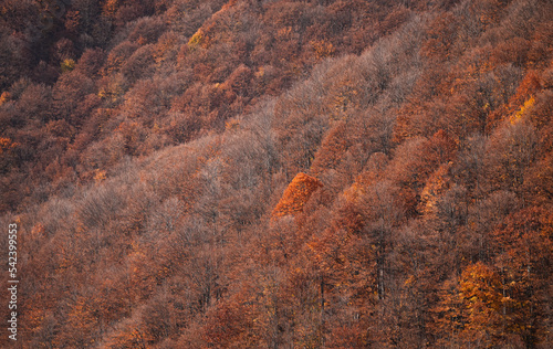Autumn forest from above. Photo with an amazing landscape of a mountain side forest in fall color during a beautiful autumn morning.