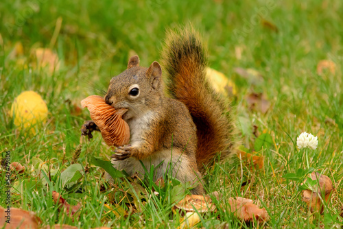 Red squirrel is eating a mushroom in the grass with yellow leaves.