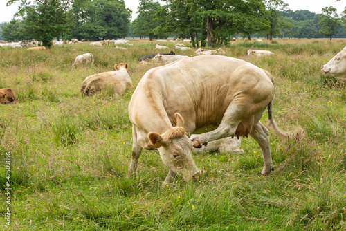 Close up of a Blonde d'Aquitaine cow scratching her cheek with hind leg with a herd of cows resting and ruminating between long grass and growing Alder trees in the background