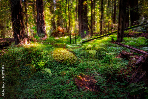 Redwood National Park established on 1968 and California's State Parks, Del Norte Coast, Jedediah Smith, and Prairie Creek dating from the 1920s form one big park.