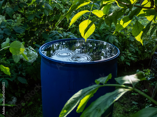 Blue, plastic water barrel reused for collecting and storing rainwater for watering plants full with water and water dripping from the roof during summer surrounded with vegetation