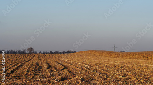 Wykoszone złote pola jesienią, uprawa kukurydzy.