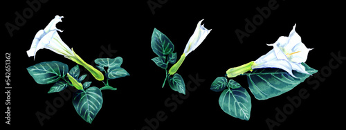 Watercolor botanical illustration of flowers of datura innoxia. Hand drawing of medicinal and poisonous plants. Set of flowers of datura isolated on a black background. Horizontal composition