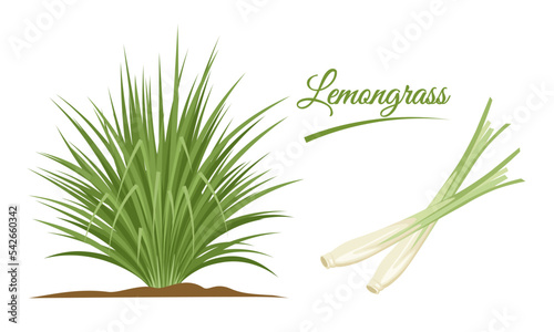 Vector illustration, lemongrass clump or Cymbopogon, and lemongrass stalks, isolated on a white background.