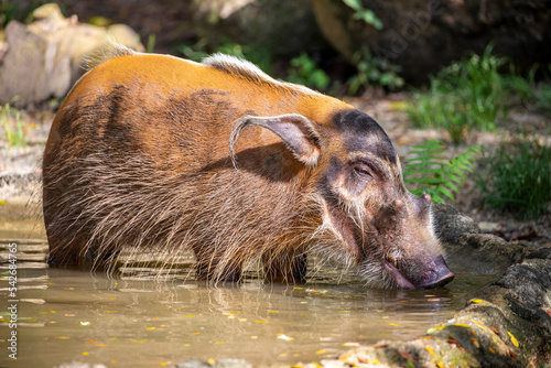 The red river hog (Potamochoerus porcus) stands in the pond. It is a wild member of the pig family living in Africa, with most of its distribution in the Guinean and Congolian forests.