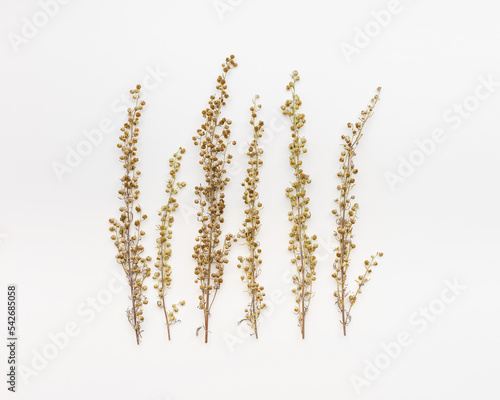 Close up dried plant Artemisia with yellow flowers on light white color background. Wild field herbs. Top view stems medicinal grass Artemisia, herbal and folk medicine concept, healing herbs