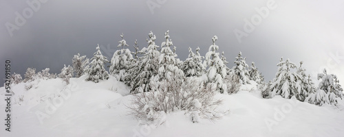 Winter landscape in cloudy day. Young pines and spruce trees and shrubs covered by snow against dark stormy cloud.